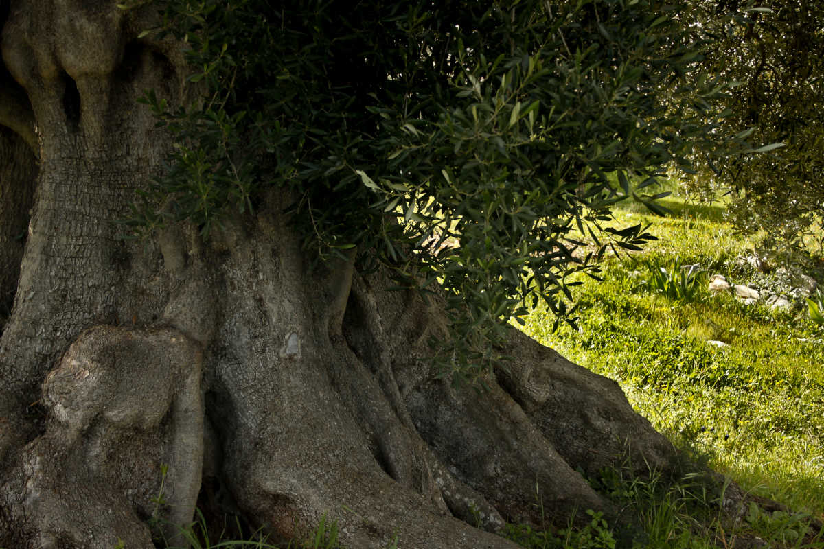 Ulivo secolare - Olio EVO Azienda Agricola Mezzaria