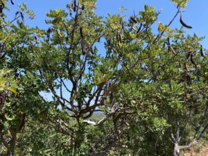 albero di carrube