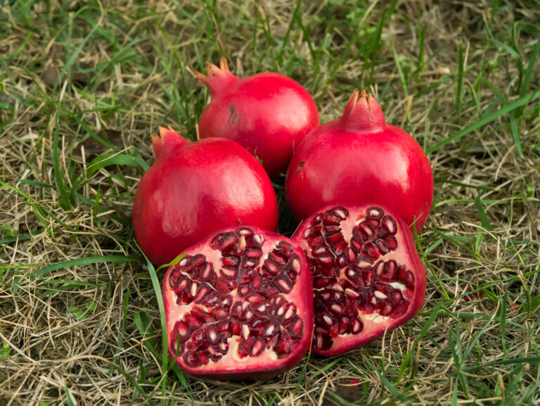 chicchi di melagrana